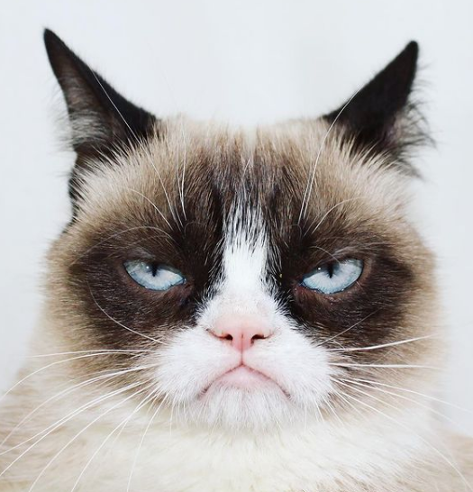 realgrumpycat