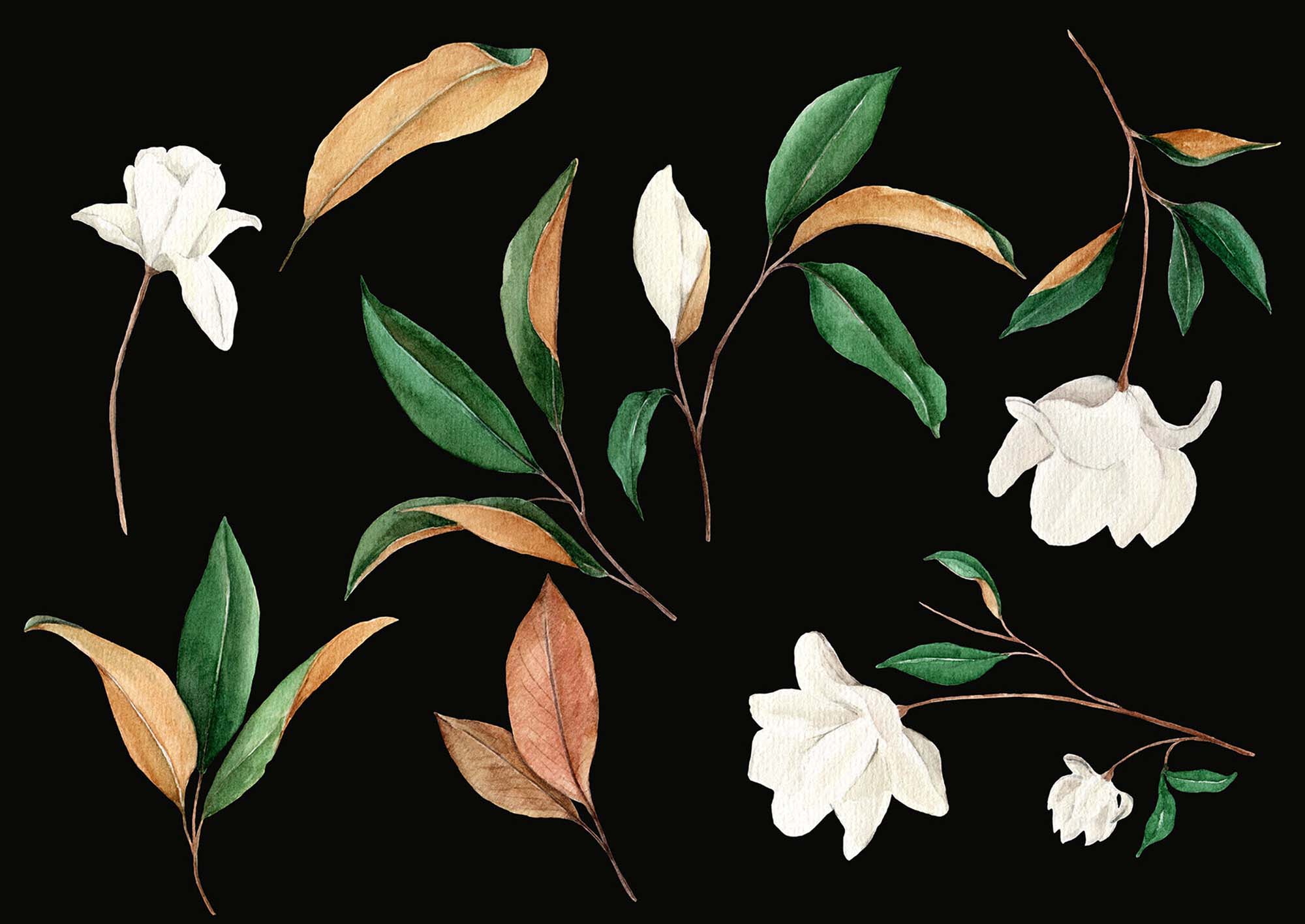 Magnolia Floral Graphic Design Elements