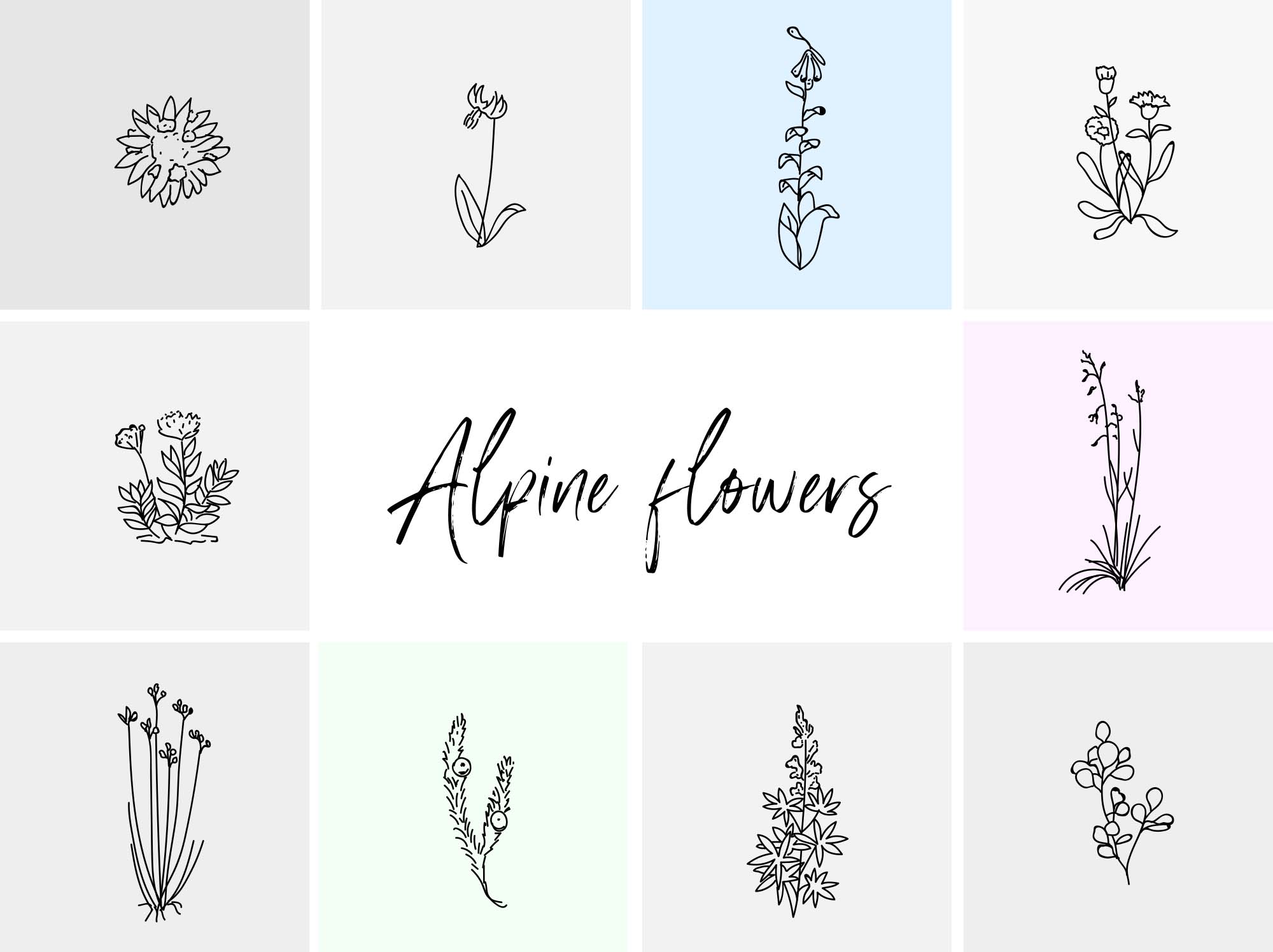 Alpine Hand-drawn Vector Flowers Illustration