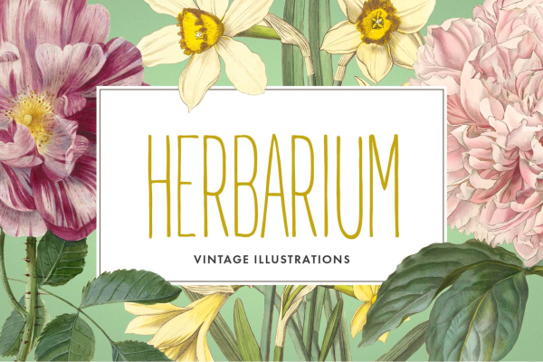 Vintage Herbarium Illustrations